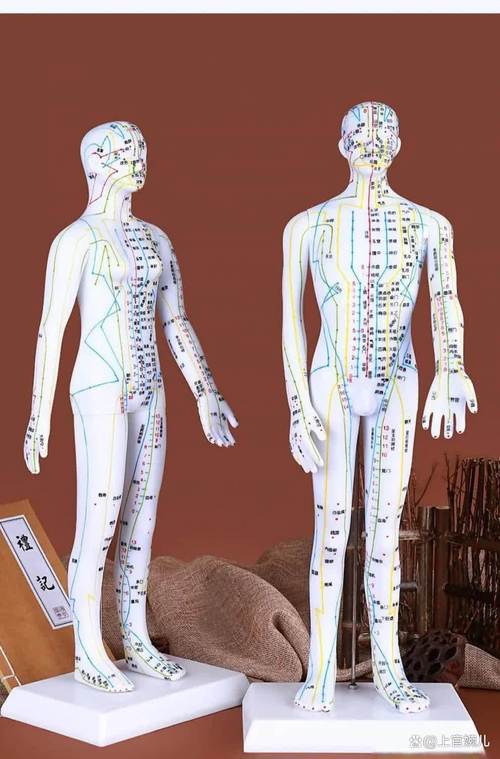 全身穴位图解3d是什么样的_穴位定位与调理