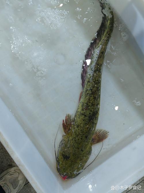 海鲶鱼是胖头鱼吗_便宜鲜嫩，秋季吃最佳