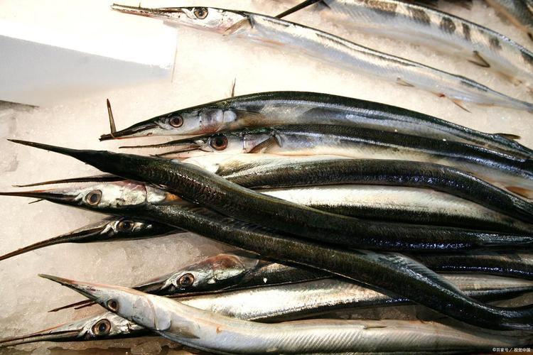 长嘴海鱼是什么鱼_长嘴黑背针鱼红烟管鱼翘嘴红鲌