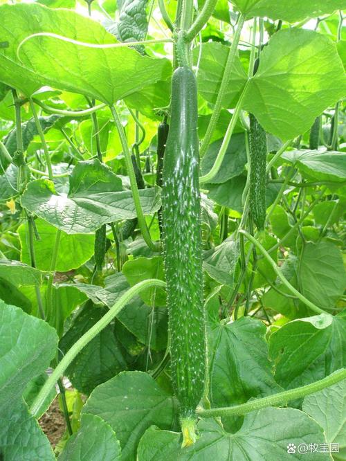 胡瓜为什么改名为黄瓜_外来菜名变迁史