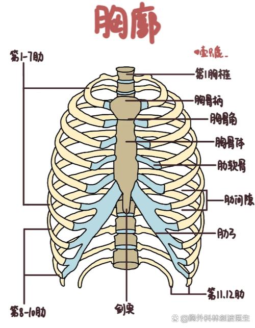 胸部下面肋骨是什么部位_肋骨保护内脏，疼痛需警惕