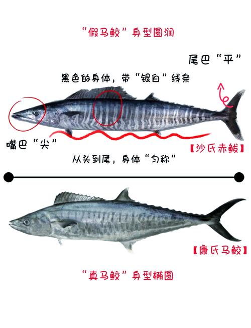 鲅鱼就是马鲛鱼吗_鲅鱼与马鲛鱼区别及食用方法