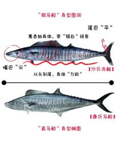 鲅鱼就是马鲛鱼吗_鲅鱼与马鲛鱼区别及食用方法
