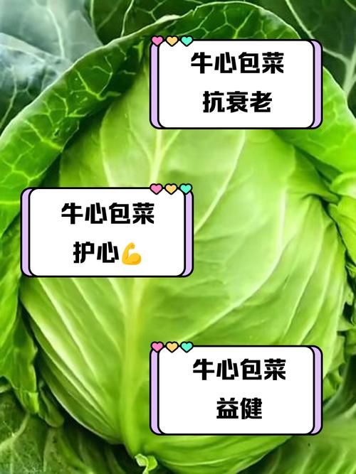 牛心包菜可以生吃吗_生吃牛心包菜脆嫩营养，但要注意清洗和人群限制