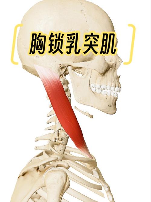 胸口肌肉在什么部位_胸大肌小肌前锯肌与肋间肌功能解析