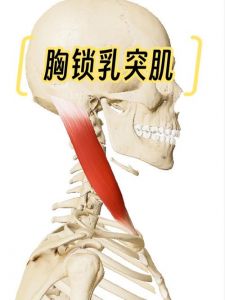 胸口肌肉在什么部位_胸大肌小肌前锯肌与肋间肌功能解析