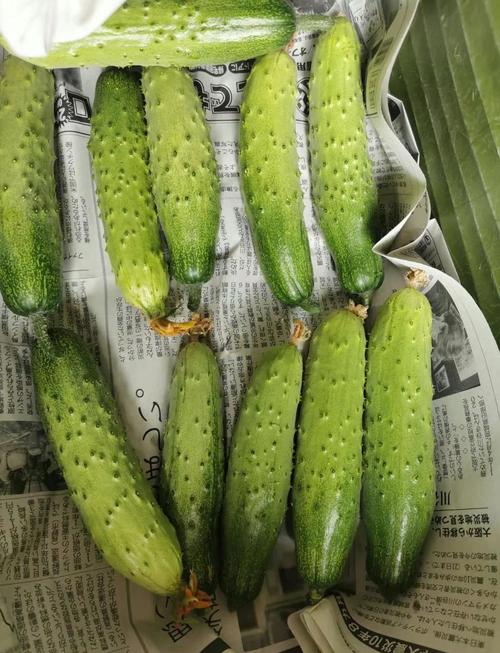 旱黄瓜为什么叫旱黄瓜_旱黄瓜耐旱皮糙肉紧，水黄瓜喜湿皮滑脆嫩多汁