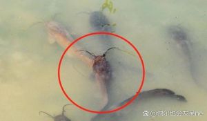 鲶鱼生活环境是不是脏_鲶鱼不脏，规范养殖更安全营养