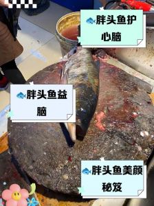 大连海胖头鱼学名叫什么_昔日常见小虾，如今鲜美佳肴，生态保护启示