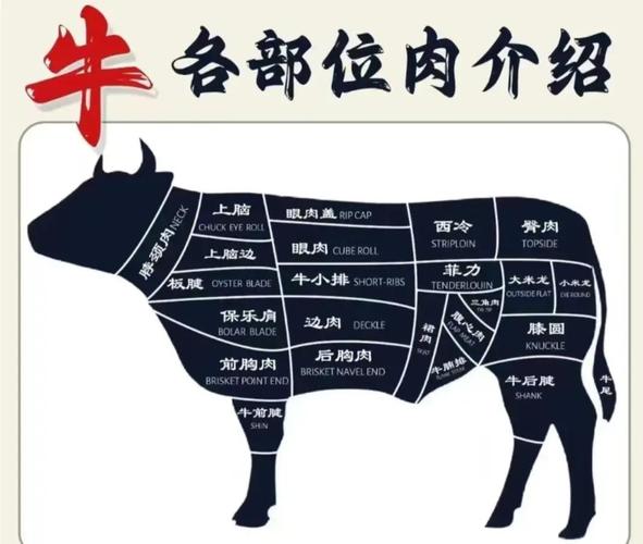 牛肉位置分布图_牛肉部位不同，做法也不同