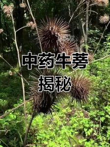 牛蒡在农村叫什么_大力子，根茎粗壮，食用药用两相宜