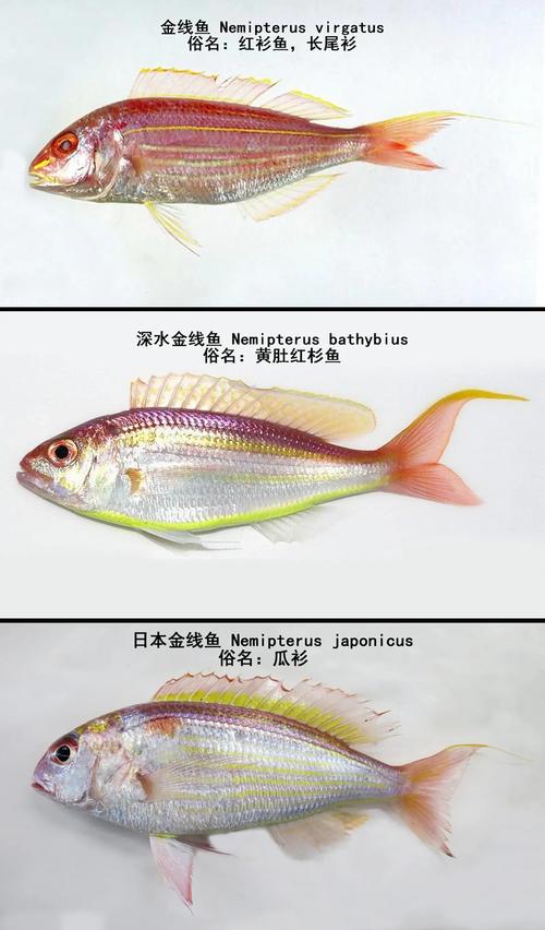 金丝鱼和金线鱼是一种鱼吗_金丝鱼和金线鱼怎么区分？
