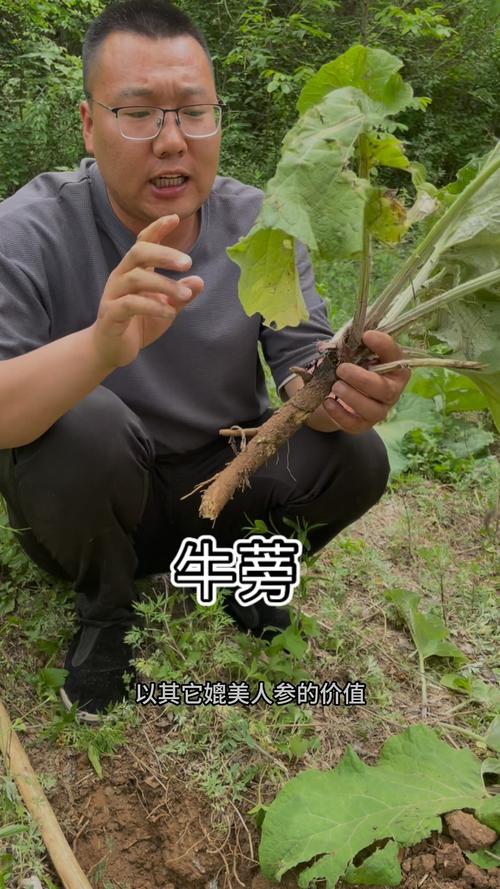 牛杂中的牛蒡是什么器官_牛蒡不是牛的，是种草本植物，营养丰富