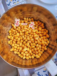 自发黄豆芽的做法_选好黄豆泡24小时，阴凉通风发豆芽