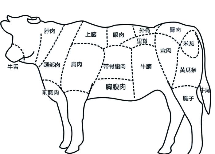 肉牛分割部位图解析_牛肉分割七大部分，不同部位烹饪方法不同