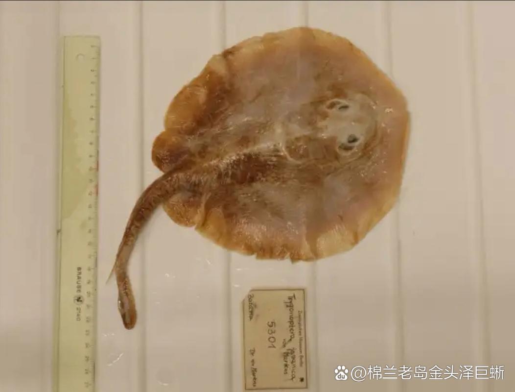 海里扁扁的鱼叫什么鱼图片_蝠鲼鳐鱼魟鱼比目鱼，多宝鱼营养高适合清蒸