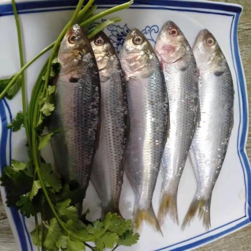 海里扁扁的鱼叫什么鱼图片_蝠鲼鳐鱼魟鱼比目鱼，多宝鱼营养高适合清蒸