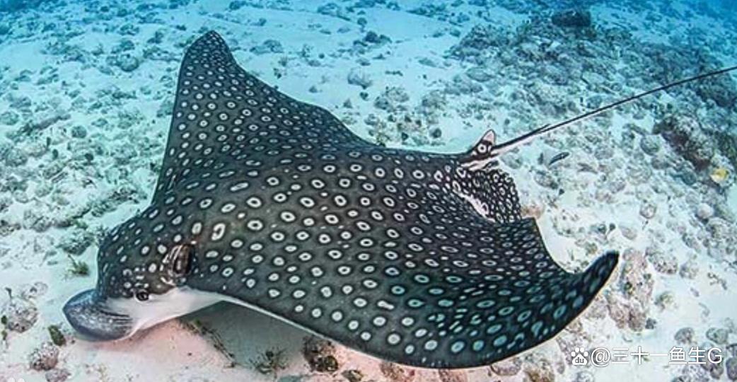 海里扁扁的鱼叫什么鱼图片_蝠鲼鳐鱼魟鱼比目鱼，多宝鱼营养高适合清蒸