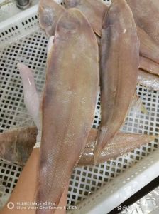 海里扁扁的鱼叫什么_多样栖息与营养价值