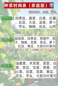 油菜北方几月份种_北方春油菜种植关键期3-4月，需待土解冻，精细管理