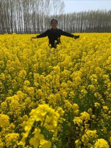 北方油菜花几月开_油菜花花期及赏花攻略