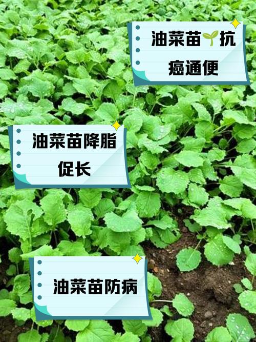 油菜一月份可以种吗_分冬春，产油菜，科技助发展