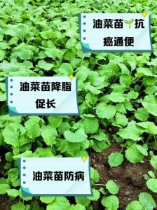 油菜一月份可以种吗_分冬春，产油菜，科技助发展