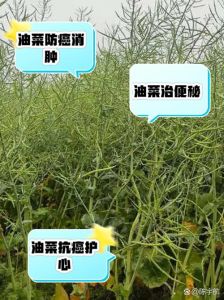 北方种油菜吗_北方种油菜，抗寒是关键