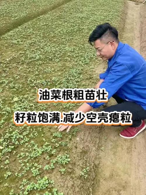 油菜耐寒零下几度_油菜抗寒管理技巧，保丰收增观赏