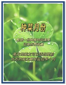 油菜北方什么时种_北方油菜秋春播种时间