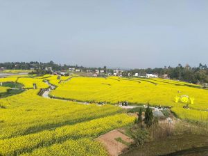 北方油菜花几月种植_北方油菜花种植时间及技巧