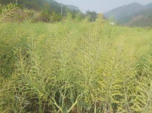 北方油菜籽几月份收_北方油菜四月末至五月初最佳收割期