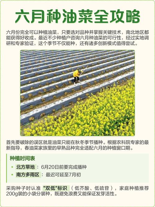 北方几月份种油菜_北方油菜春秋播,肥沃土壤勤管理,高产无忧 北方几月份种油菜_北方油菜春秋播,肥沃土壤勤管理,高产无忧