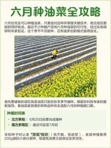 北方几月份种油菜_北方油菜春秋播，肥沃土壤勤管理，高产无忧