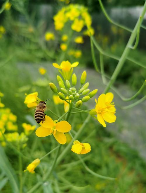 北方有油菜花吗_北方最大油菜花海，金色花海震撼人心！