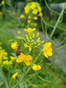 北方有油菜花吗_北方最大油菜花海，金色花海震撼人心！