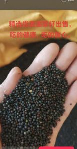 油菜籽每年几月份出_长江油菜丰收价微跌 国际市场待定