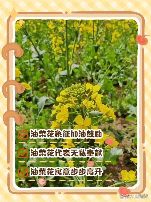 北方油菜几月开花_北方油菜花开,赏花最佳时光,北京房山等地观赏胜地 北方油菜几月开花_北方油菜花开,赏花最佳时光,北京房山等地观赏胜地