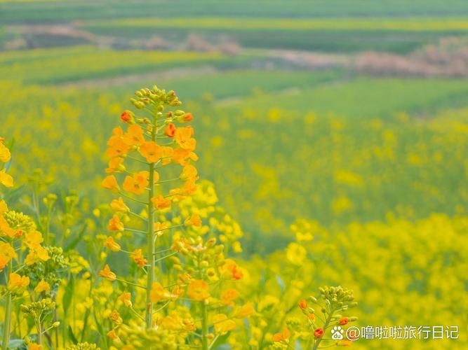 油菜花北方有吗_北方也能赏油菜花，春日旅游新选择