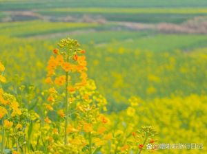 油菜花北方有吗_北方也能赏油菜花，春日旅游新选择