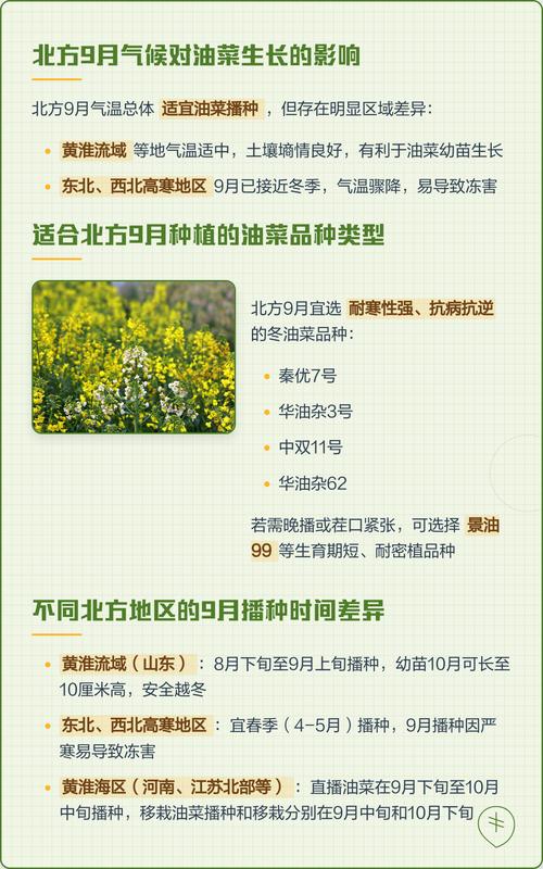 北方种油菜是几月份_北方油菜春秋播技术要点