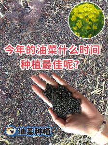 北方啥时种油菜_北方油菜春秋两季种植，选对时间科学管理产量高