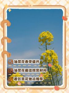油菜花季节是几月份_婺源罗平油菜花，春日花海美景