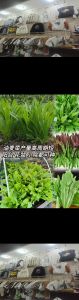 油麦菜冬天可以种吗_冬日耐寒高产，简单种植添鲜味