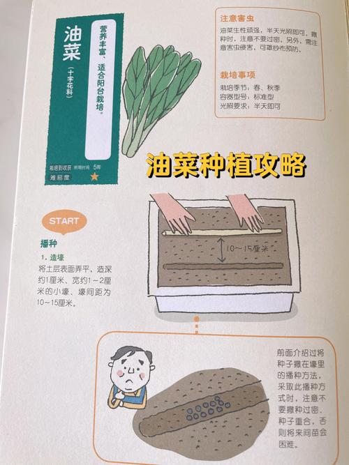 北方种植油菜的时间_北方油菜春季巧播种，丰收有诀窍