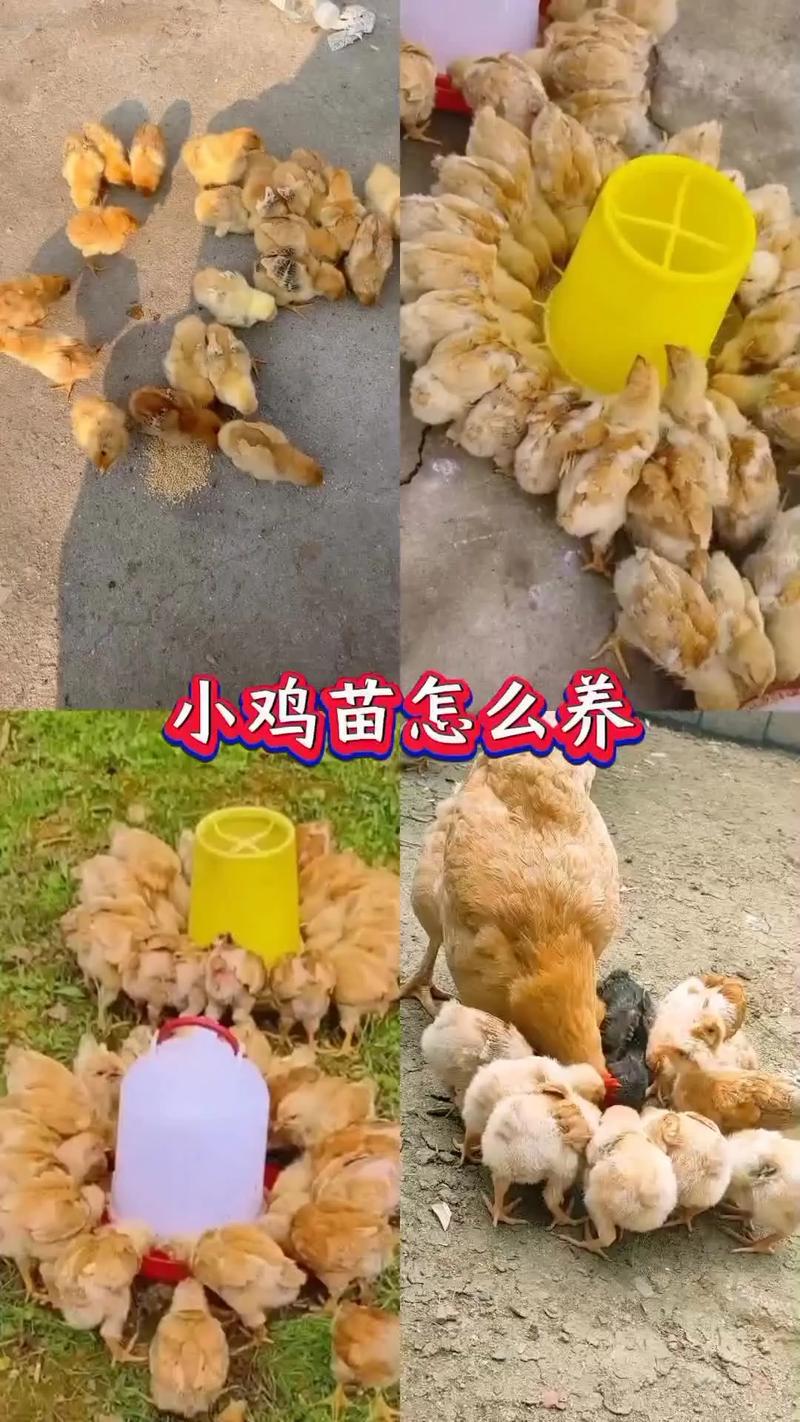 刚买来的小鸡怎么养_小鸡头三天养护全攻略