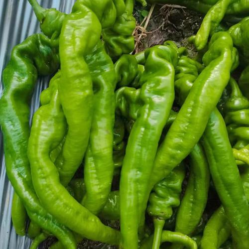 青尖椒和螺丝椒哪个辣_辣味与营养大不同