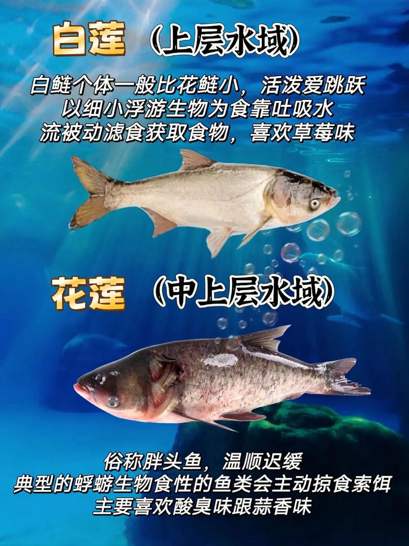 鲢鳙是不是就是大头鱼_鲢鳙与大头鱼的区别及做法 鲢鳙是不是就是大头鱼_鲢鳙与大头鱼的区别及做法