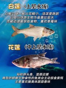 鲢鳙是不是就是大头鱼_鲢鳙与大头鱼的区别及做法