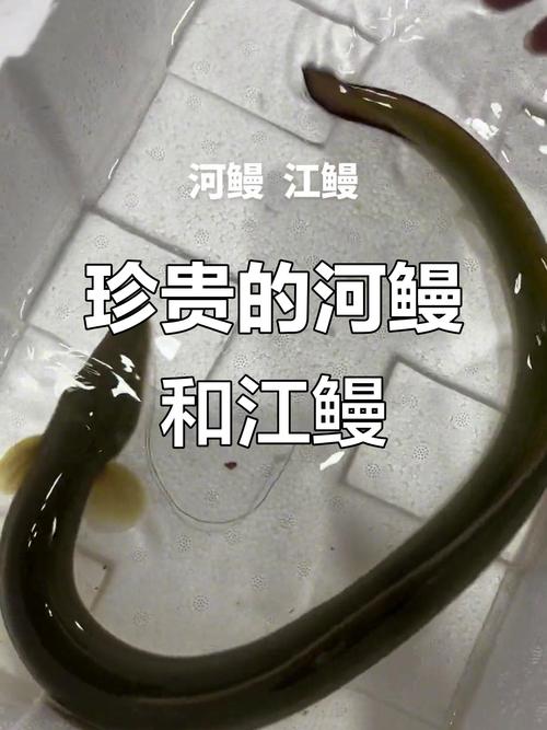 江鳗和河鳗哪个好_江鳗河鳗有何不同？